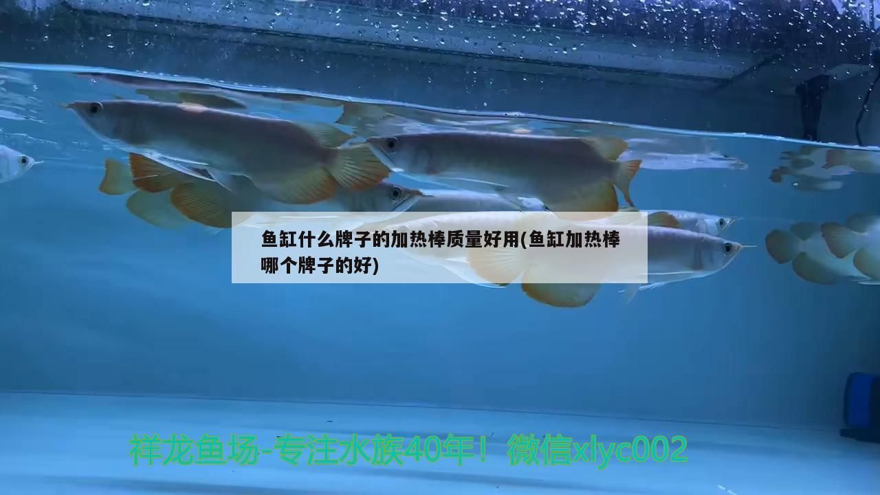 巴卡雷龍魚水溫多少合適（巴卡雷龍最低水溫）（巴卡雷龍魚怎么養水溫）