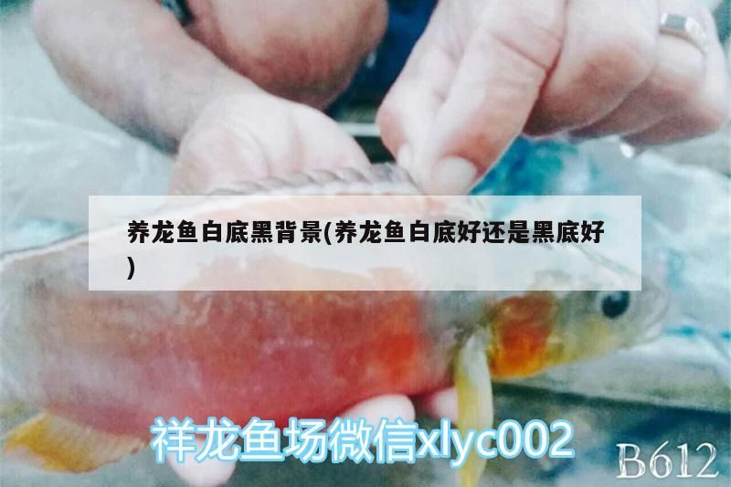 養龍魚白底黑背景(養龍魚白底好還是黑底好)（養金龍魚白底黑背景和養龍魚白底黑背景和養龍魚白底好還是黑底好）