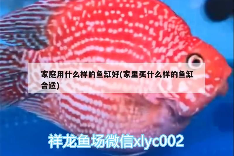 家庭用什么樣的魚缸好(家里買什么樣的魚缸合適)（養魚風水教你選擇正確的魚缸形狀選擇正確的魚缸形狀）
