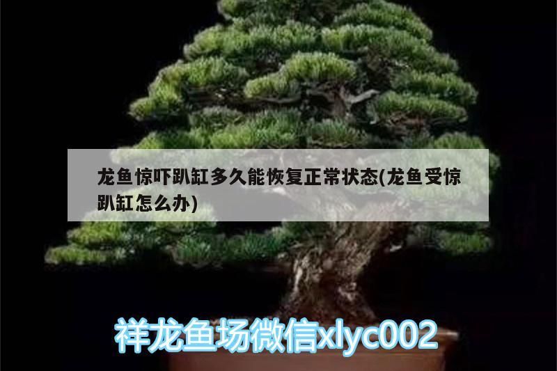 龍魚驚嚇趴缸多久能恢復(fù)正常狀態(tài)(龍魚受驚趴缸怎么辦)（龍魚受驚趴缸多久能恢復(fù)正常狀態(tài)）