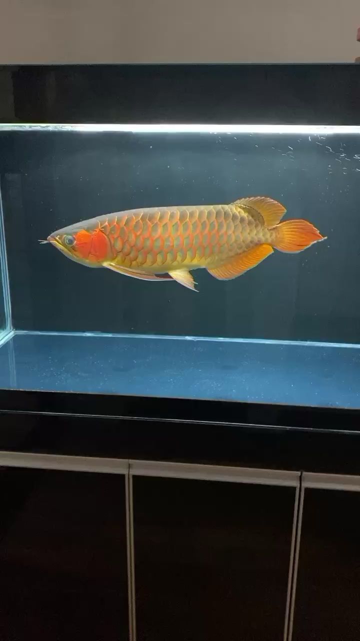 四平觀賞魚市場到家換水大泥鰍伺候魚（四平觀賞魚市場到家換水大泥鰍伺候魚，揭諦鳳魚友湊熱鬧）