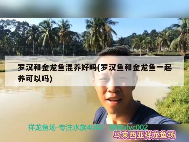 羅漢和金龍魚混養好嗎(羅漢魚和金龍魚一起養可以嗎)（羅漢魚可以和金龍魚混養嗎）