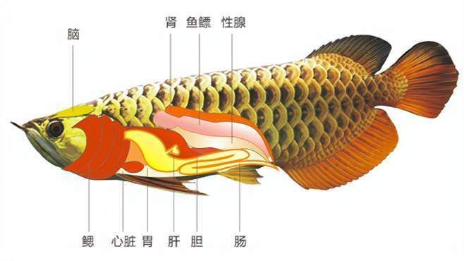 龍魚眼睛往上翹（養(yǎng)魚說龍魚掉眼怎么辦如何預(yù)防龍魚掉眼10個實用方法）
