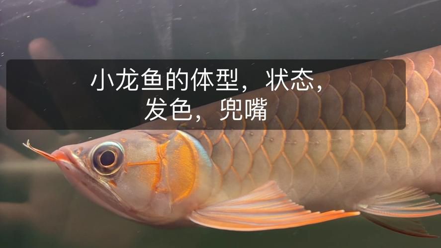 龍魚眼睛往上翹（養(yǎng)魚說龍魚掉眼怎么辦如何預(yù)防龍魚掉眼10個實用方法）
