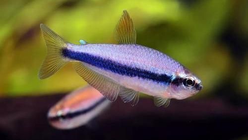 多大的缸養(yǎng)龍魚最好養(yǎng)：如何確定龍魚的缸大小