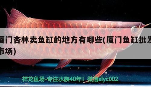 廈門杏林賣魚缸的地方有哪些(廈門魚缸批發市場)（廈門杏林賣魚缸批發市場、廈門杏林賣魚缸的地方有哪些）
