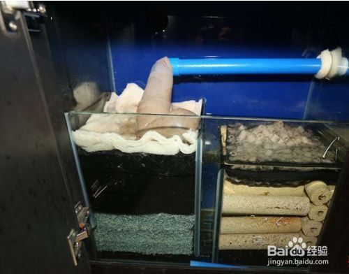 龍魚多長時間喂食一次（關于龍魚喂食頻率和時間的一般指南）