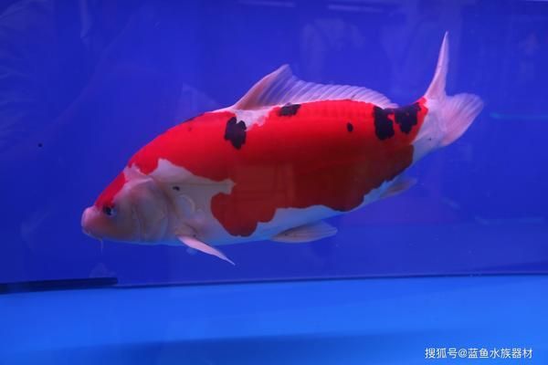 家中養的龍魚突然死了有什么說法嗎（家中養的龍魚突然死了有什么說法嗎視頻）（家中養的龍魚突然死亡的原因）