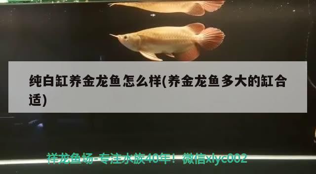 純白缸養金龍魚怎么樣(養金龍魚多大的缸合適)（純白缸養金龍魚怎么樣）