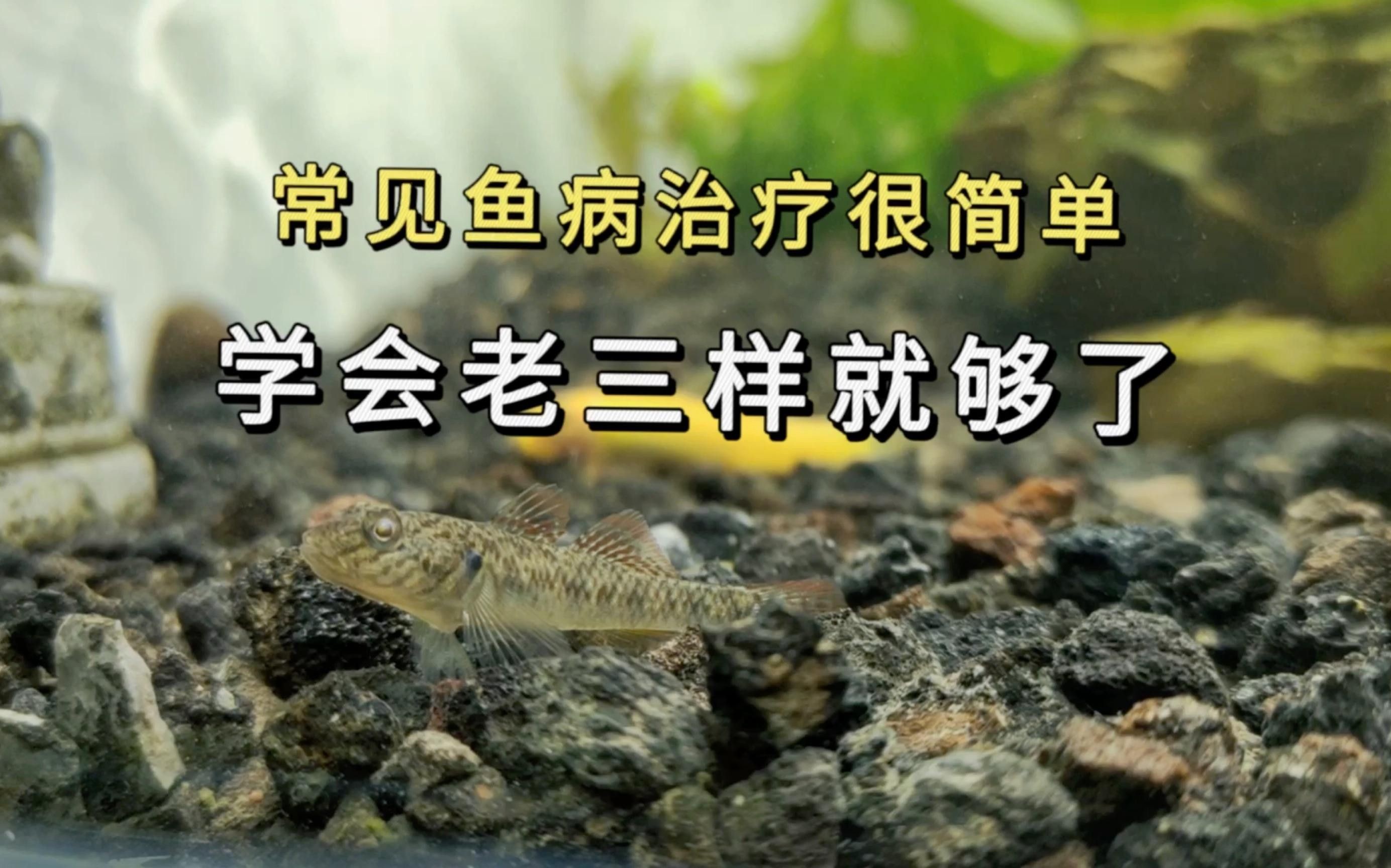 魚的疾病與治療（魚的疾病與治療方法的綜合總結：魚的疾病與治療方法）