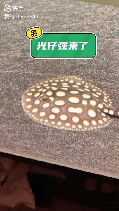 阿壩藏族羌族自治州觀賞魚批發市場：阿壩藏族羌族自治州水族批發市場