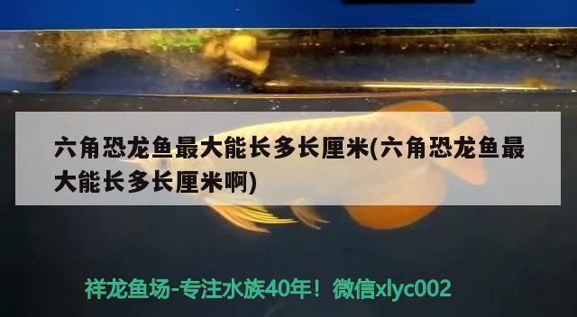 六角恐龍魚最大能長多長厘米(六角恐龍魚最大能長多長厘米啊)（六角恐龍魚最大能長多長厘米）