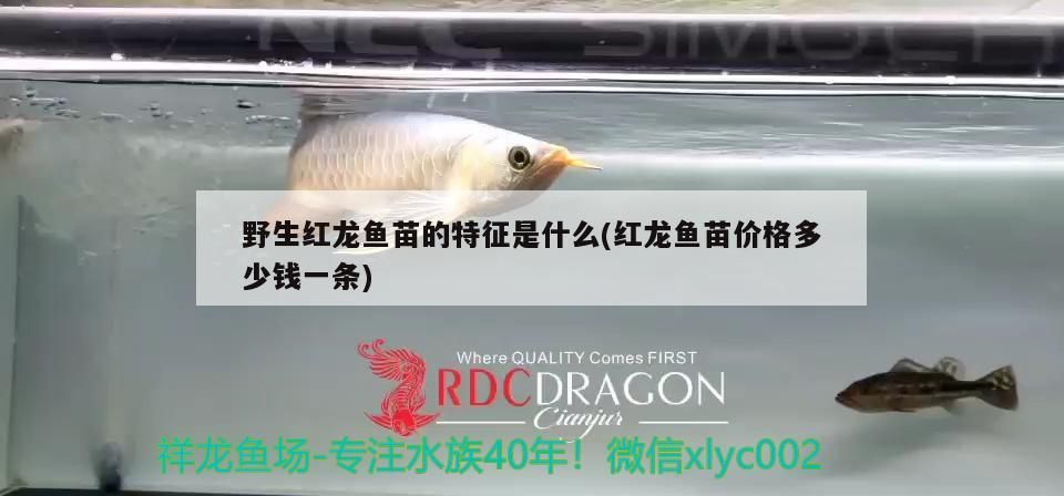 野生紅龍魚苗的特征是什么(紅龍魚苗價格多少錢一條)（野生紅龍魚的特征是什么）