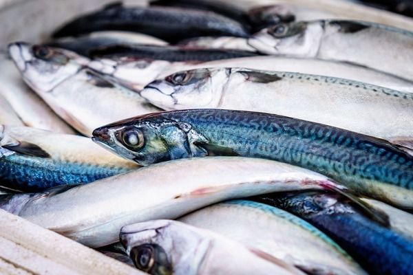 龍魚飼料品牌口碑評價查詢（龍魚飼料品牌口碑評價查詢時如何判斷哪些品牌值得長期使用） 龍魚飼料品牌口碑評價查詢（龍魚飼料品牌口碑評價查詢時如何判斷哪些品牌值得長期使用） 觀賞魚百科