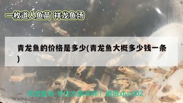 青龍魚的價格是多少(青龍魚大概多少錢一條)（青龍魚的價格是多少）
