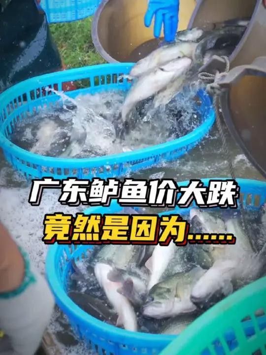 廣東佛山鱸魚價格下跌（廣東佛山鱸魚價格下跌的原因）