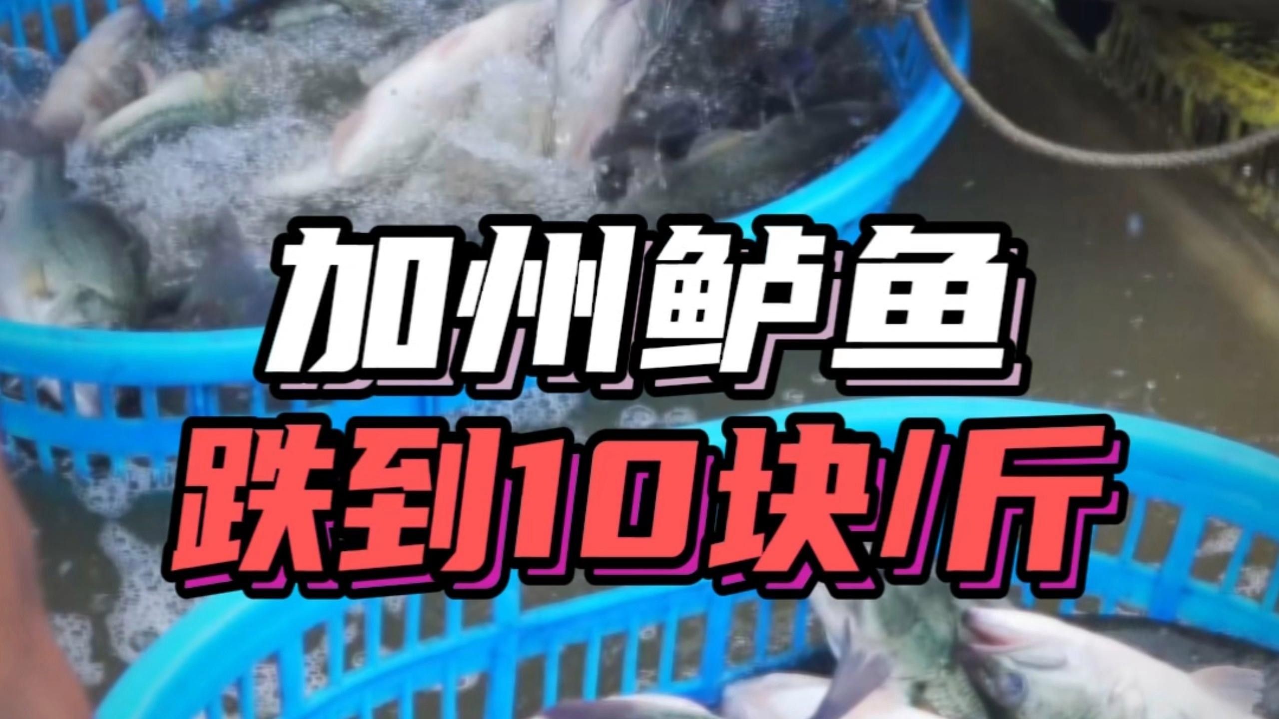 廣東佛山鱸魚價格下跌（廣東佛山鱸魚價格下跌的原因）