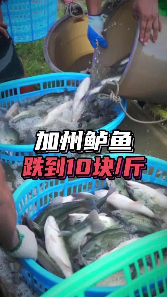 廣東佛山鱸魚價格下跌（廣東佛山鱸魚價格下跌的原因）