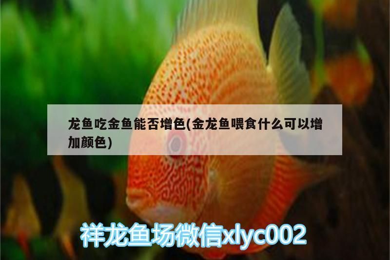 龍魚吃金魚能否增色(金龍魚喂食什么可以增加顏色)（金龍魚吃金魚能否增色）