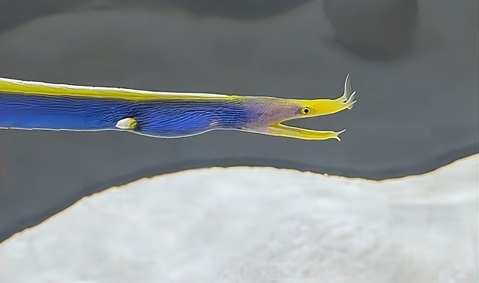 河北龍魚（河北與“龍魚”相關的報道集中在兩類事件上，網友：快給它重塑肉身釣界驢大嘴）