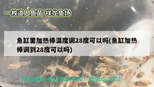 魚(yú)缸里加熱棒溫度調(diào)28度可以嗎(魚(yú)缸加熱棒調(diào)到28度可以嗎)（新手養(yǎng)魚(yú)，魚(yú)缸里加熱棒溫度調(diào)28度可以嗎）
