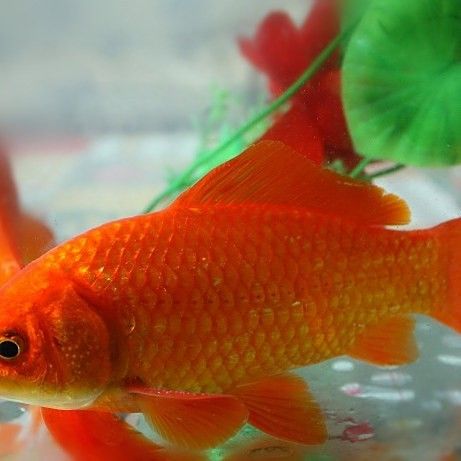 寧夏都有什么魚種（寧夏地區常見的魚類種類大盤點，彩鯽魚中衛鴿子魚超星）