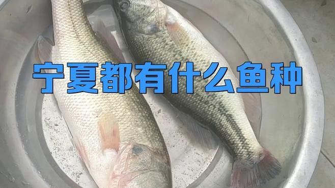 寧夏都有什么魚種（寧夏地區常見的魚類種類大盤點，彩鯽魚中衛鴿子魚超星）