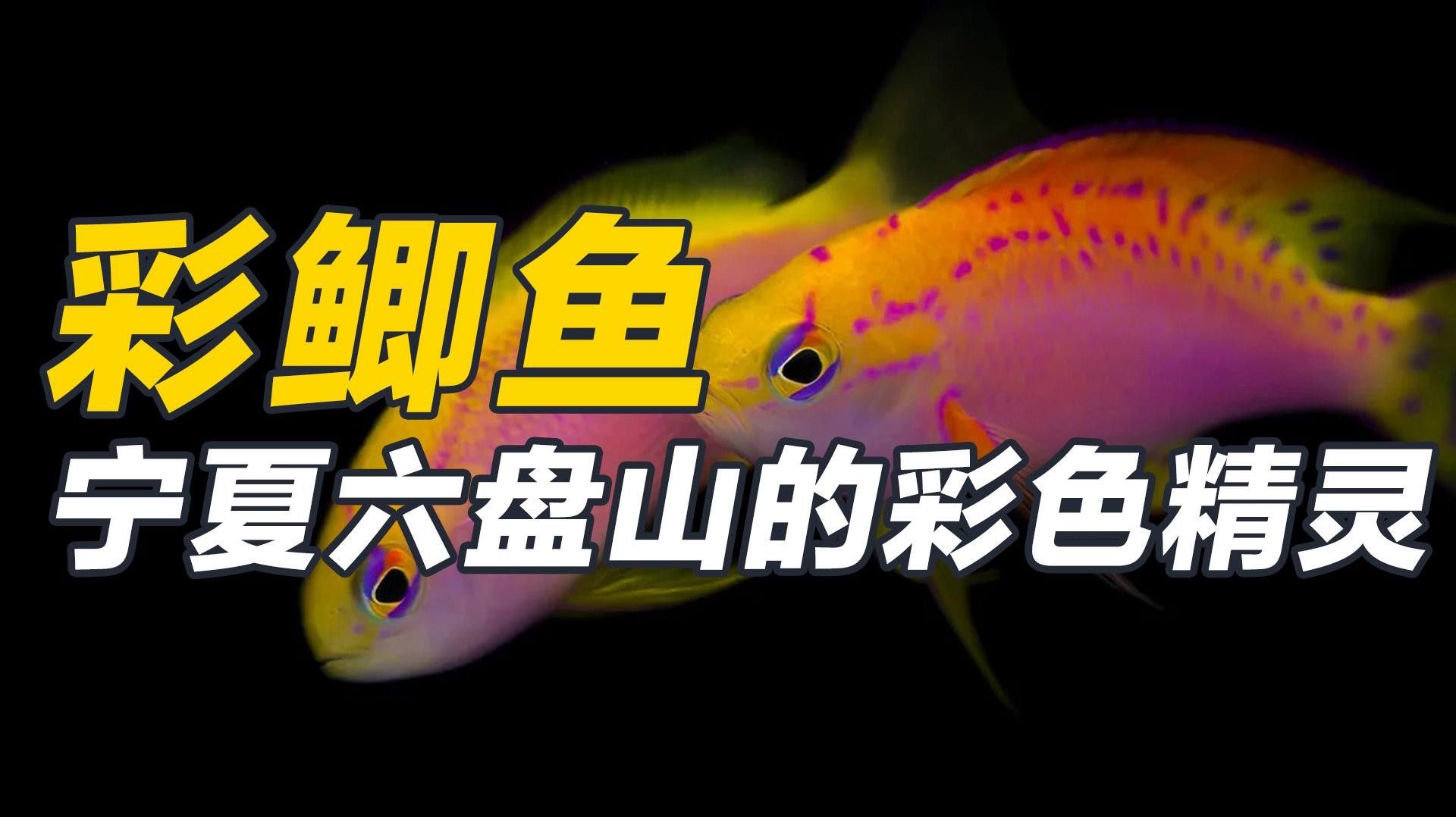 寧夏都有什么魚種（寧夏地區常見的魚類種類大盤點，彩鯽魚中衛鴿子魚超星）