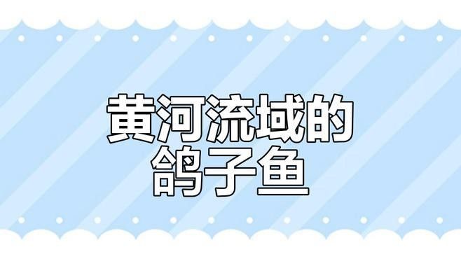寧夏都有什么魚種（寧夏地區常見的魚類種類大盤點，彩鯽魚中衛鴿子魚超星）