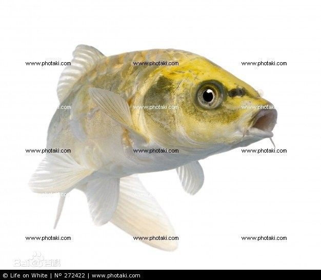 寧夏都有什么魚種（寧夏地區常見的魚類種類大盤點，彩鯽魚中衛鴿子魚超星）