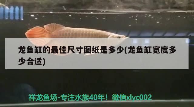 龍魚缸的最佳尺寸圖紙是多少(龍魚缸寬度多少合適)（祥龍魚缸的最佳尺寸圖紙是多少，養龍魚需要多大的缸）