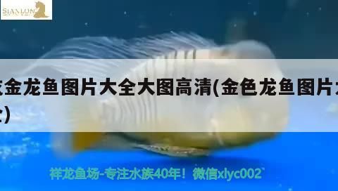 吃金龍魚圖片大全大圖高清(金色龍魚圖片大全)（吃金龍魚圖片大全）