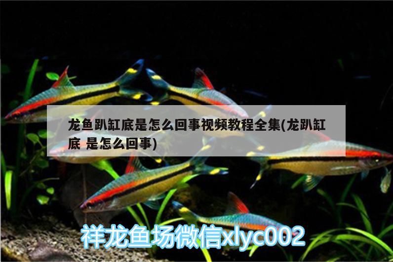 十大名貴淡水觀賞魚排行榜圖片及價格，十大名貴淡水觀賞魚排行榜圖片及價格表（中國十大名貴淡水觀賞魚排行榜）