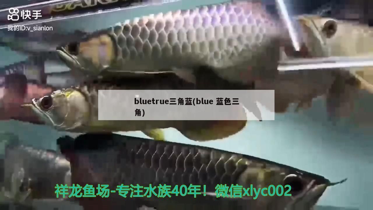 bluetrue三角藍(blue藍色三角)（bluetrue三角藍和bluetrue三角藍的知識）