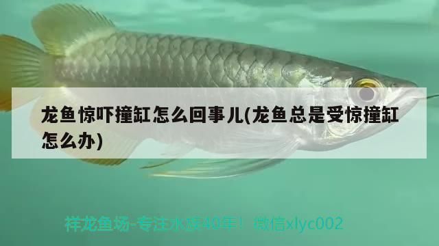 龍魚驚嚇撞缸怎么回事兒(龍魚總是受驚撞缸怎么辦)（金龍魚驚嚇撞缸怎么回事兒，金龍魚撞缸怎么回事兒）