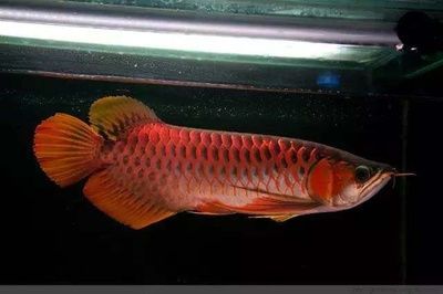 金龍魚深圳大運會【金龍魚與深圳大運會的<strong><mark>合作</mark></strong>是否達到了預期的市場效果？】