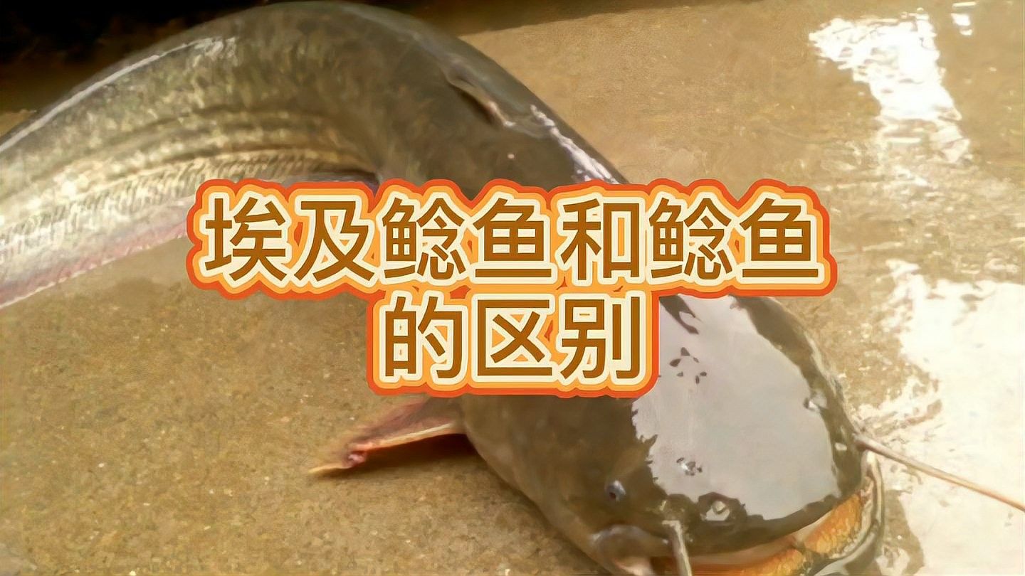 埃及魚和鯰魚的區別（埃及魚和鯰魚有什么區別）