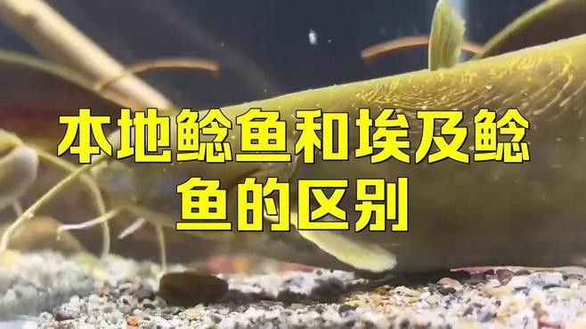 埃及魚和鯰魚的區別（埃及魚和鯰魚有什么區別）