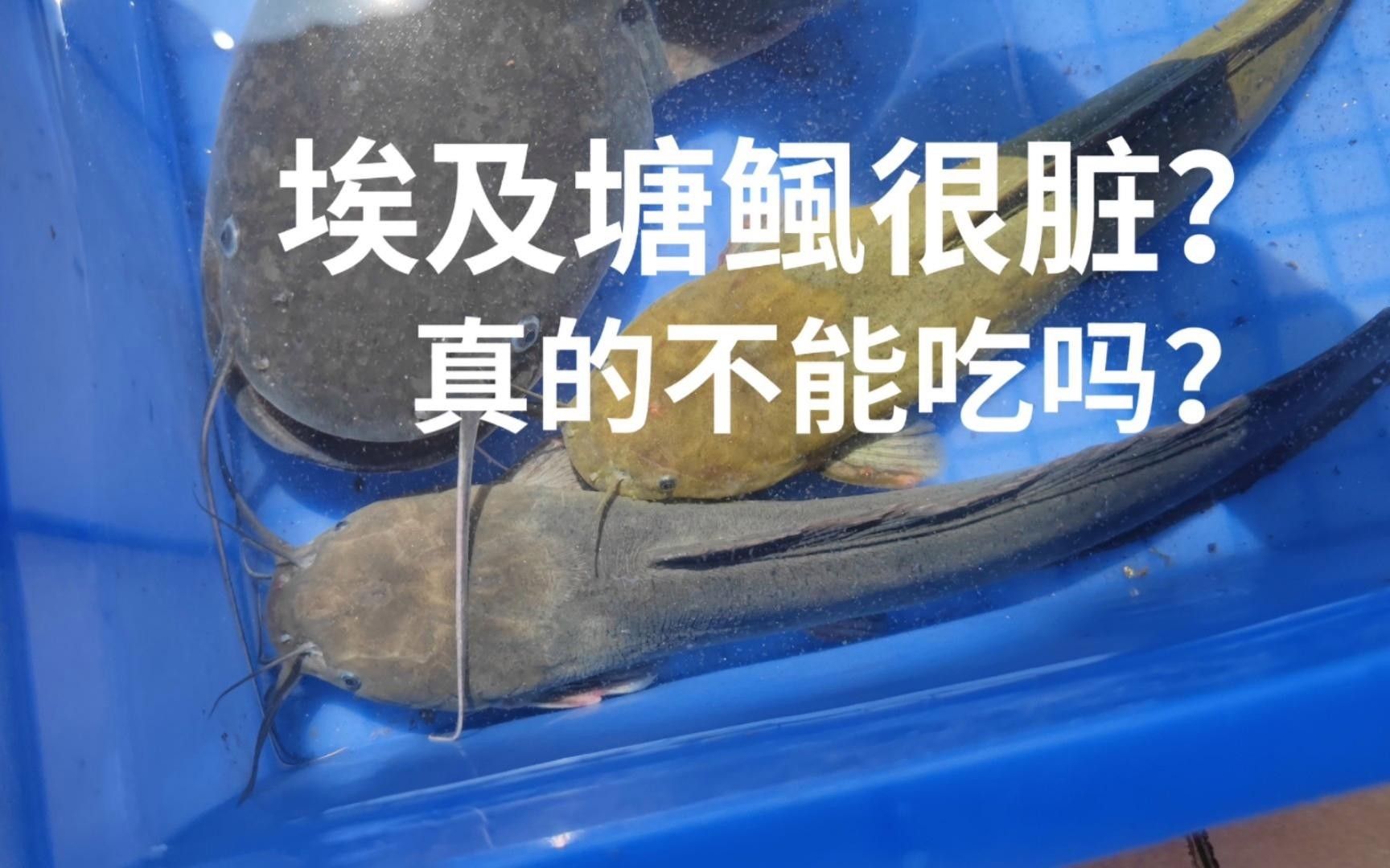 埃及魚和鯰魚的區別（埃及魚和鯰魚有什么區別）
