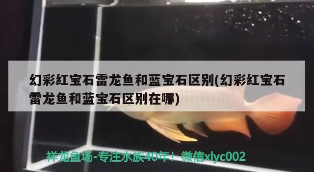 幻彩紅寶石雷龍魚和藍寶石區別(幻彩紅寶石雷龍魚和藍寶石區別在哪)（幻彩紅寶石和幻彩紅寶石雷龍魚的區別）