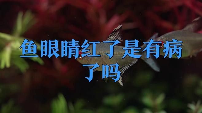 魚眼睛紅了怎么回事（魚眼睛發紅了是怎么回事小禹題解魚眼睛充血是怎么回事）