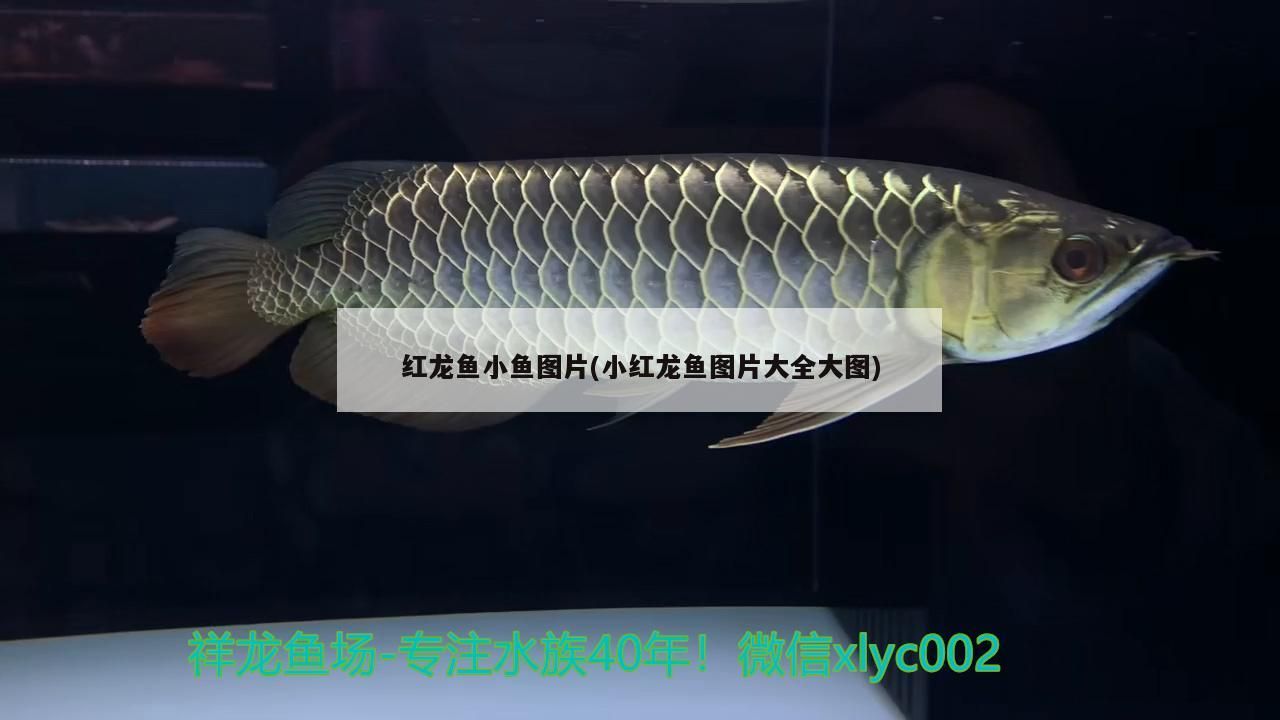 紅龍魚小魚圖片(小紅龍魚圖片大全大圖)（紅龍魚小魚圖片大全）