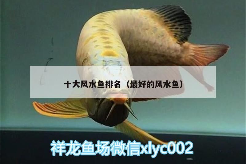 十大風水魚排名（最好的風水魚）（養什么風水魚最好）