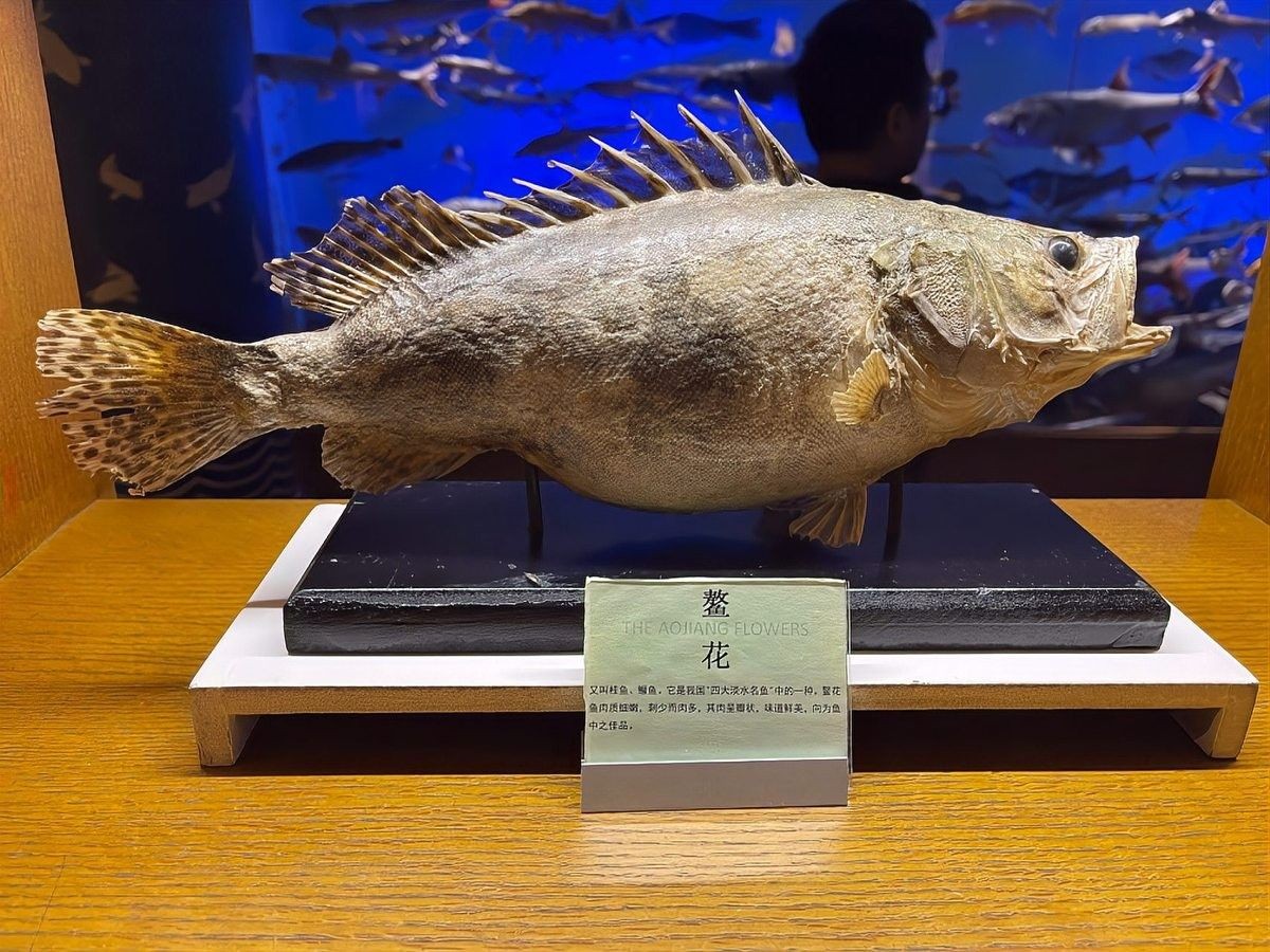 松北龍魚和松北區龍區別（松北龍魚與松北區龍之間的區別） 松北龍魚和松北區龍區別（松北龍魚與松北區龍之間的區別） 觀賞魚百科 第10張