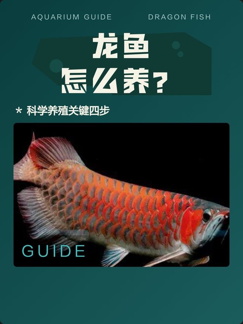 伊春區龍魚（伊春區的龍魚養殖業發展如何？） 伊春區龍魚（伊春區的龍魚養殖業發展如何？） 觀賞魚百科 第4張