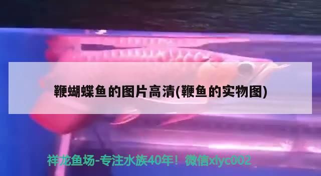 鞭蝴蝶魚的圖片高清(鞭魚的實物圖)（蝴蝶魚的種類及種類介紹）