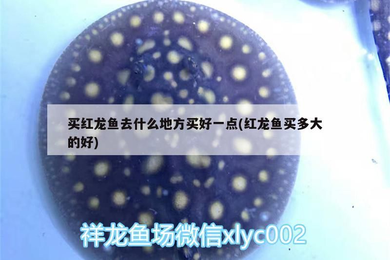 買紅龍魚去什么地方買好一點(紅龍魚買多大的好)（買紅龍魚去什么地方買好一點）