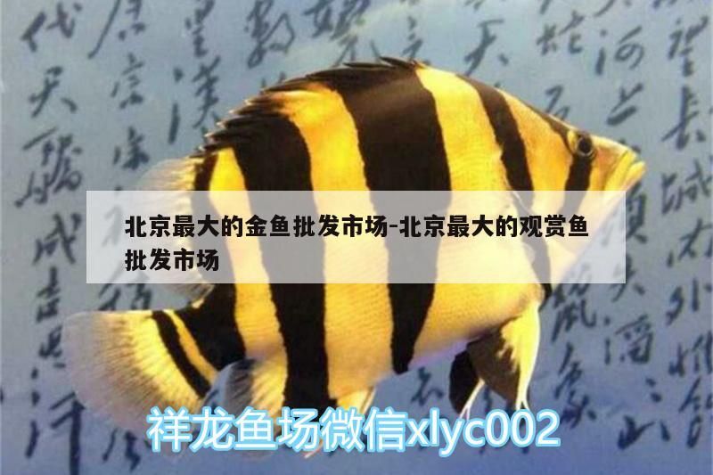 <strong><mark>北京</mark></strong>最大的金魚批發市場:<strong><mark>北京</mark></strong>最大的觀賞魚批發市場（<strong><mark>北京</mark></strong>最大的花鳥魚市場）