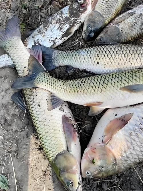 云浮釣魚(yú)（云浮有哪些免費(fèi)開(kāi)放的水庫(kù)，適合休閑野釣）