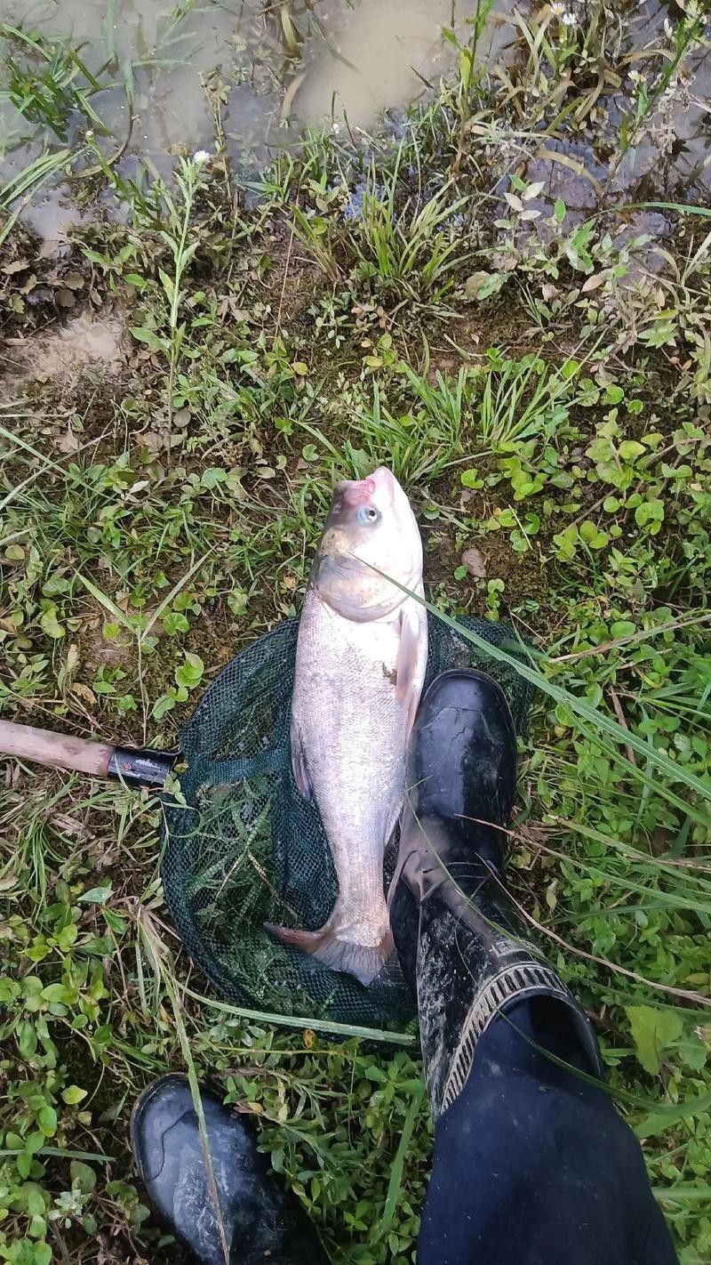 云浮釣魚(yú)（云浮有哪些免費(fèi)開(kāi)放的水庫(kù)，適合休閑野釣）